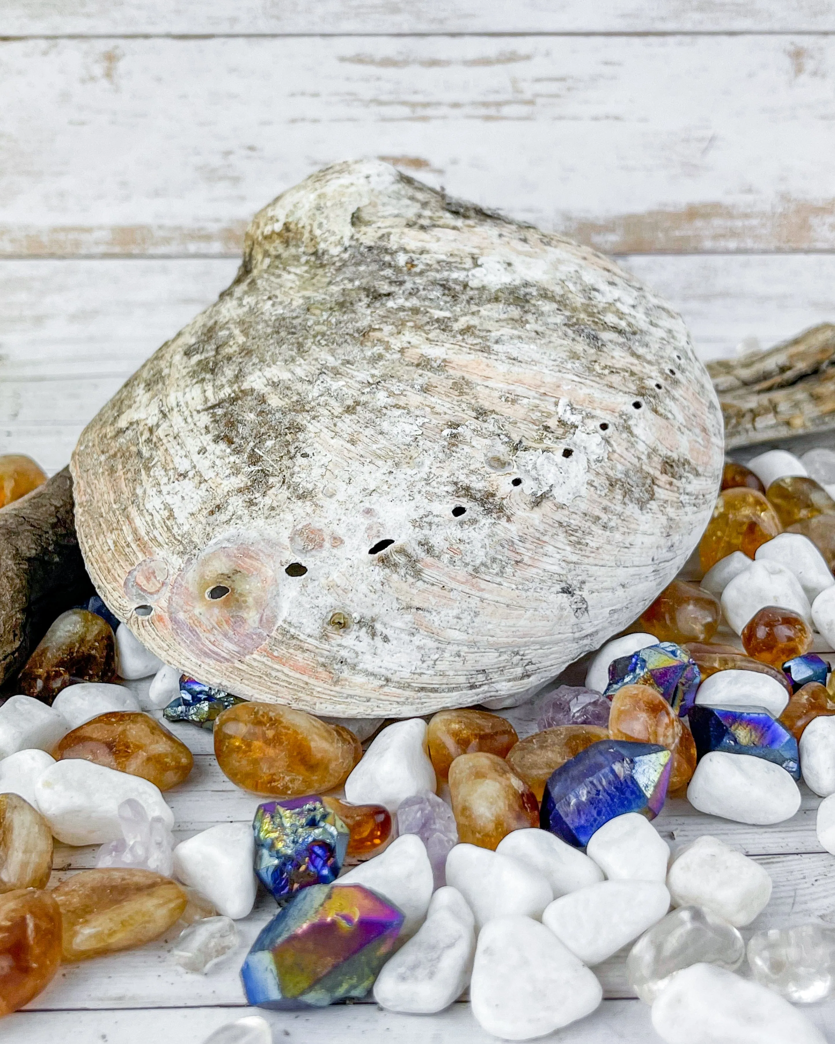 Abalone Shells